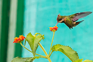 Picture 4 - Male Tufted Coquette, Asa Wright Nature Center.